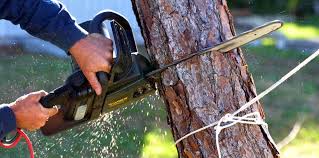 How Our Tree Care Process Works  in  Westport Village, CT