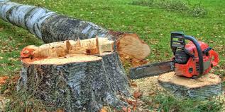 Best Emergency Tree Removal  in Westport Village, CT