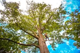 Best Fruit Tree Pruning  in Westport Village, CT