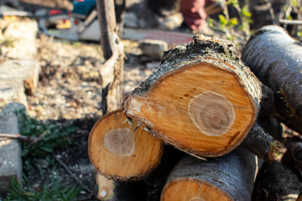 Best Storm Damage Tree Cleanup  in Westport Village, CT