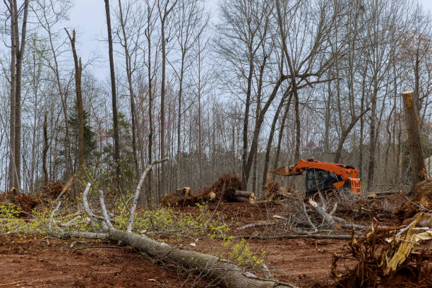 Best Tree Health Inspection  in Westport Village, CT