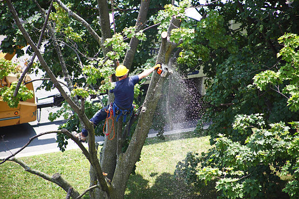 Best Lawn Irrigation Installation and Maintenance  in Westport Village, CT